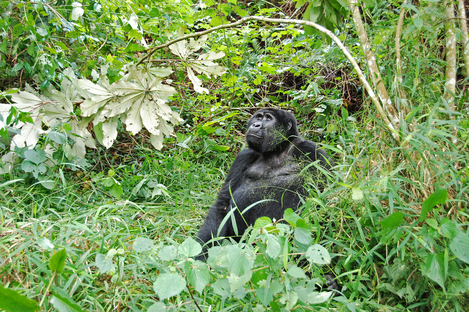 Bwindi - Gorilla - Karibu Hierna kunnen we de blackback Karibu zeer dicht naderen. Eerst ligt hij op zijn buik en nadien rolt hij zich op zijn rug. Stefan Cruysberghs